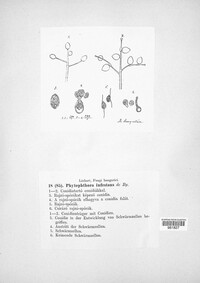 Phytophthora infestans image